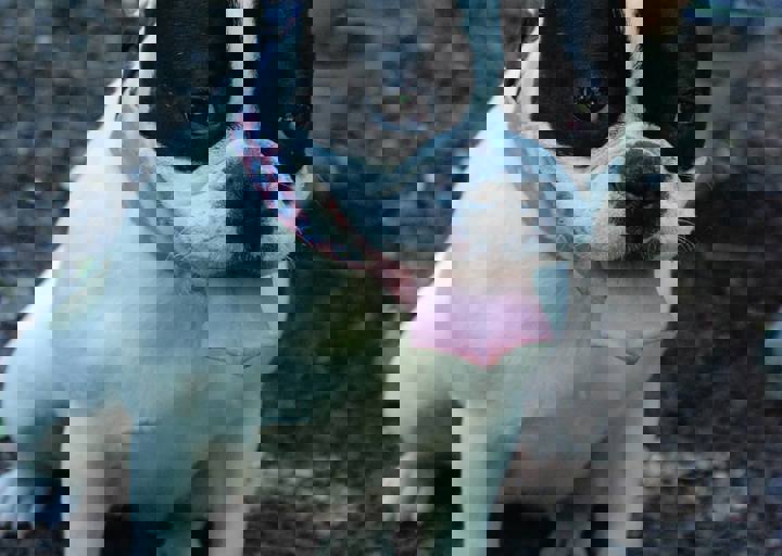 fb_sommerfest2014_1004.jpg