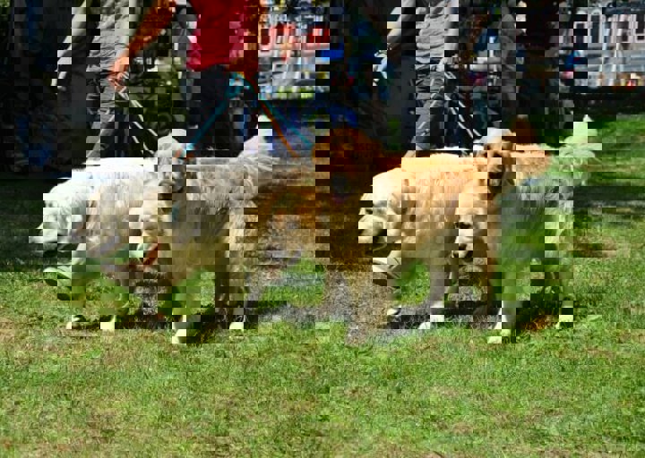 fb_sommerfest2014_1184.jpg