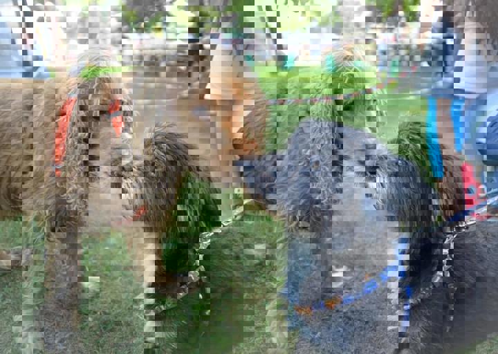 ACA_Sommerfest_09_16_0013.jpg