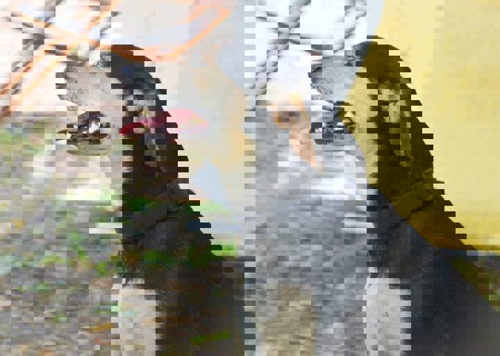 ACA_Sommerfest_09_16_0045.jpg