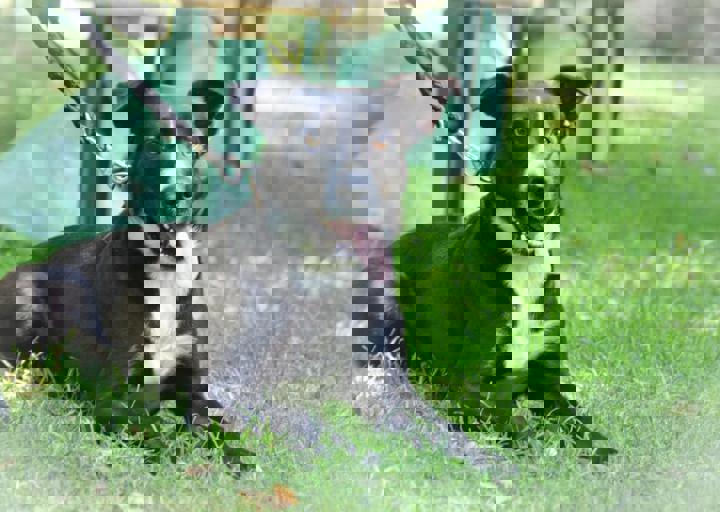 ACA_Sommerfest_09_16_0048.jpg