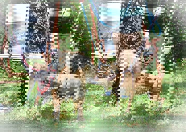 ACA_Sommerfest_09_16_0049.jpg