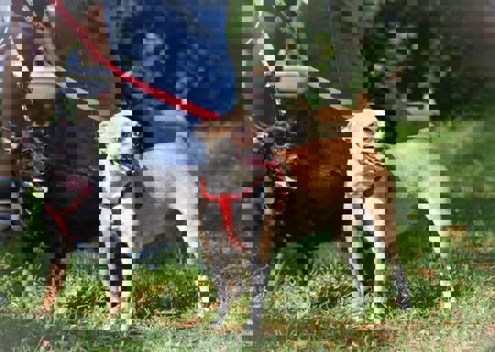ACA_Sommerfest_09_16_0051.jpg