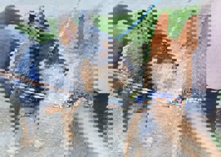 ACA_Sommerfest_09_16_0085.jpg
