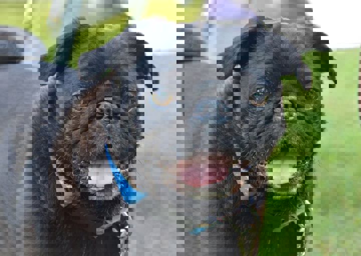 ACA_Sommerfest_09_16_0115.jpg