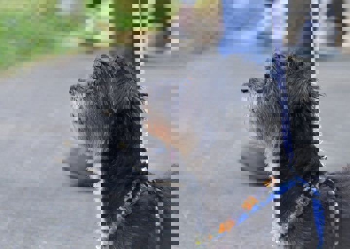 ACA_Sommerfest_09_16_0121.jpg