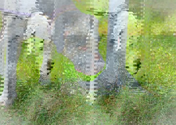 ACA_Sommerfest_09_16_0124.jpg