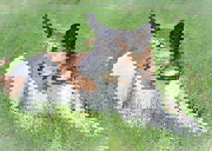 ACA_Sommerfest_09_16_0128.jpg