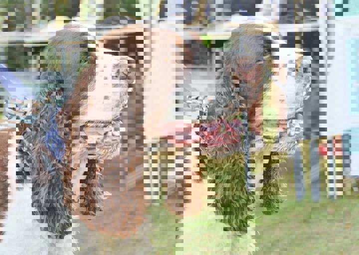 ACA_Sommerfest_09_16_0134.jpg
