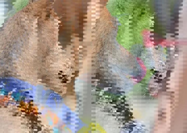 ACA_Sommerfest_09_16_0137.jpg