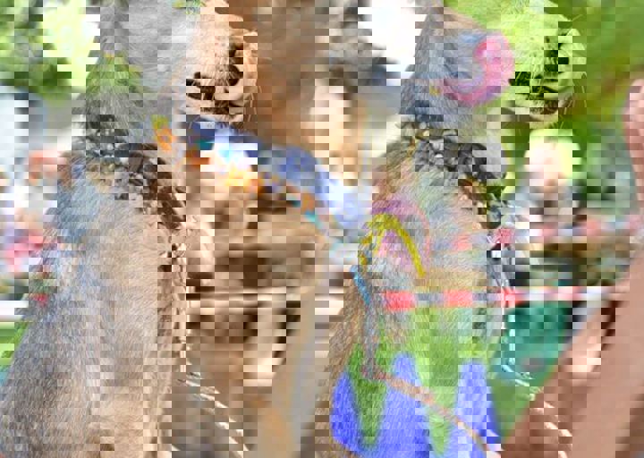 ACA_Sommerfest_09_16_0139.jpg