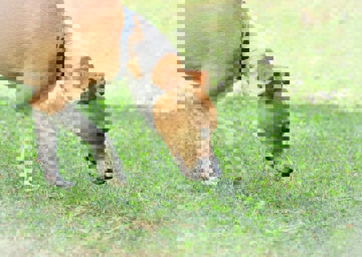 ACA_Sommerfest_09_16_0145.jpg