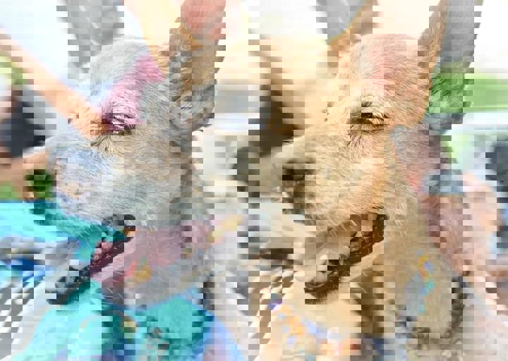 ACA_Sommerfest_09_16_0155.jpg
