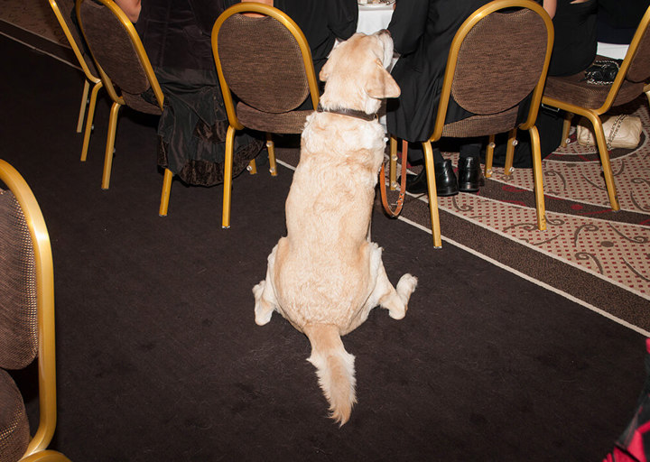 wetlttierschutztagsgala_2014_490.jpg