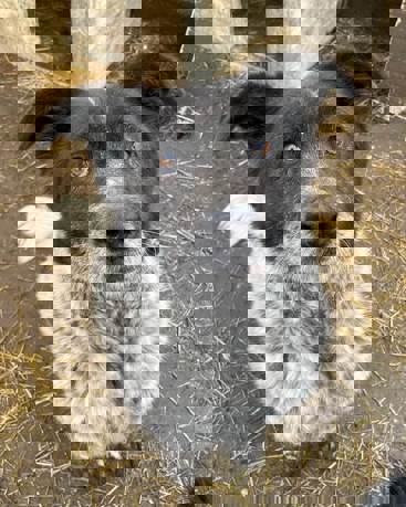 Bruno 2 (2)