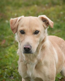 Coby 1