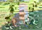 Pongo 4 (1)