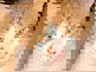 Felix 1 (2)