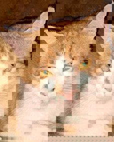 Felix 1 (2)