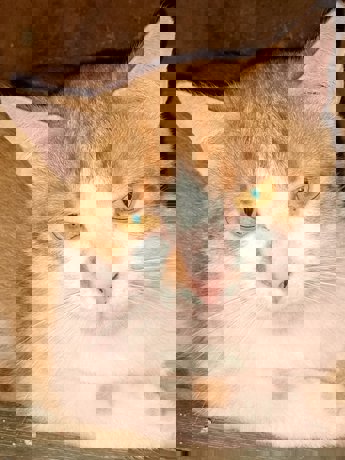 Felix 1 (2)