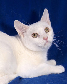 Willy 1 (2)