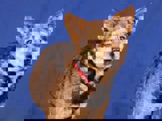Lupi 1 (1)
