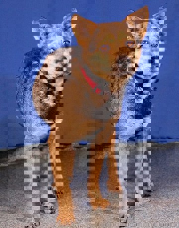 Lupi 1 (1)