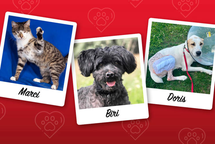 Aca Operationen Teaser 2