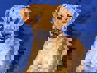 Perla 1