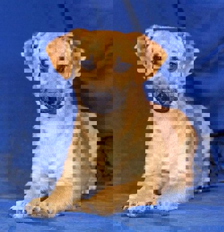 Perla 1