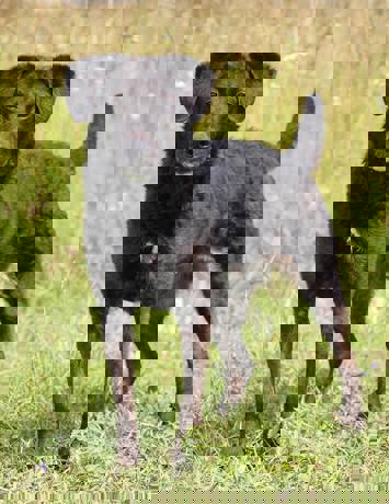 Dalmi 3