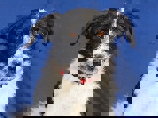 Kevin 1