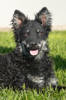 Gerda 1 (3)