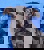Lea 1