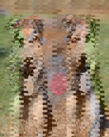 Fonzi 1