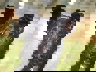 Ray 1
