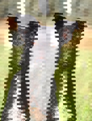 Ray 1