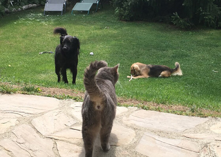Hanna-Merlin-Elrond-Bonny8.jpg