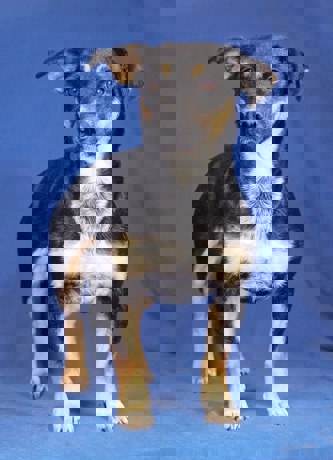 Trixie 2