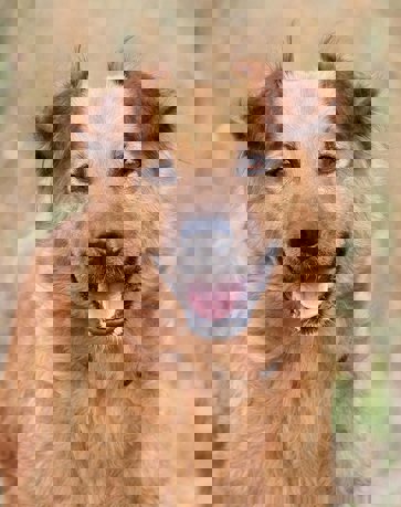 Danka 4