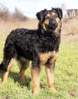 Layla 2 (2)