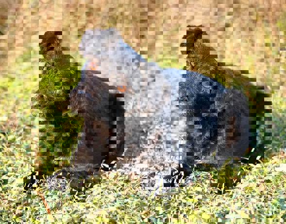Enci 2
