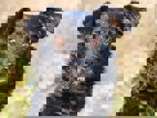 Enci 1