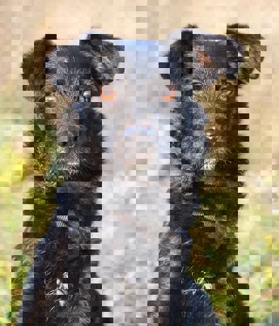 Enci 1