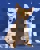 Bendi 3