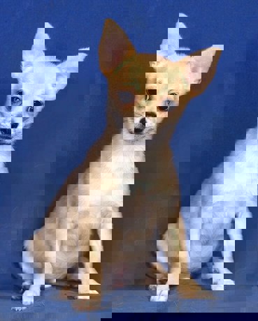 Bendi 3