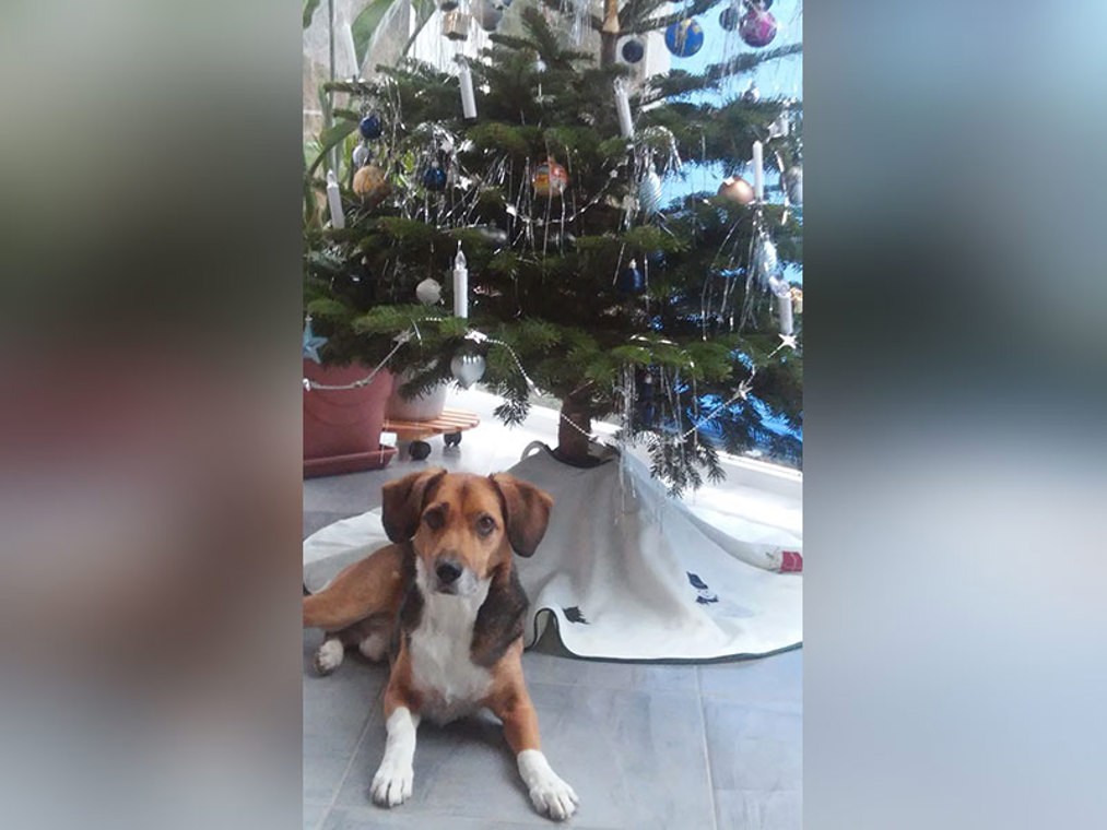 Pongo-Weihnachten.jpg