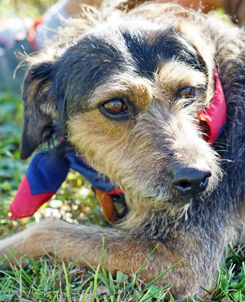 Animal Care Hungary Sammy