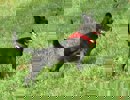 Merlin_2.jpg (2)