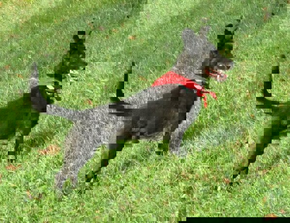 Merlin_2.jpg (2)